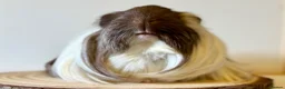 Guinea Pig rodents for sale: 3 boars  - Advert 1