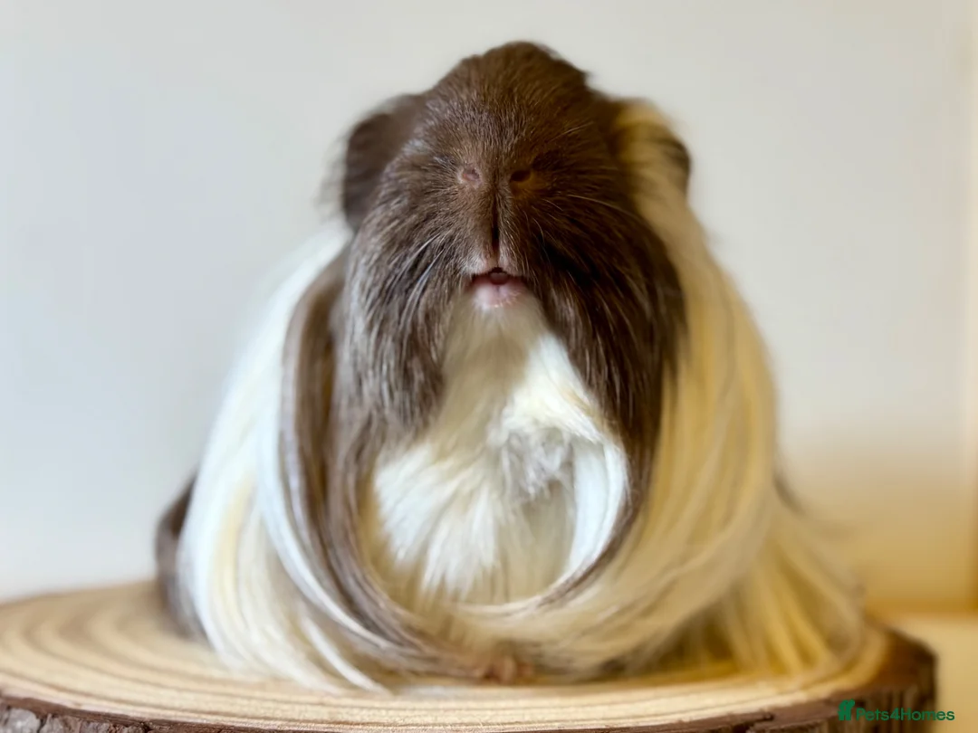 Guinea Pig rodents for sale: 3 boars  - Advert 1