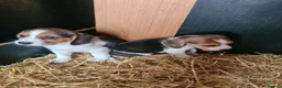 Beagle dogs for sale: 7 Beagle Puppies  in Wakefield - Advert 5