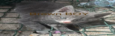 Brown BOY