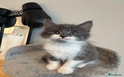 Maine Coon cats for sale: Maine coon mix fluffy grey and creme kittens - Image 4