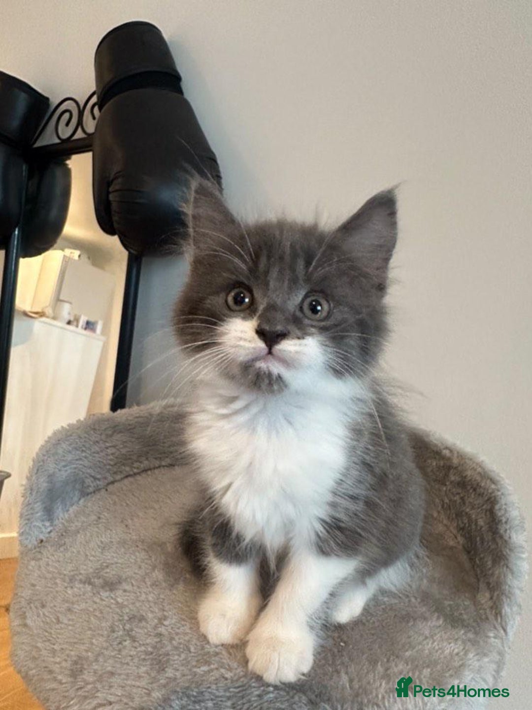 Maine Coon cats for sale: Maine coon mix fluffy grey and creme kittens - Image 4