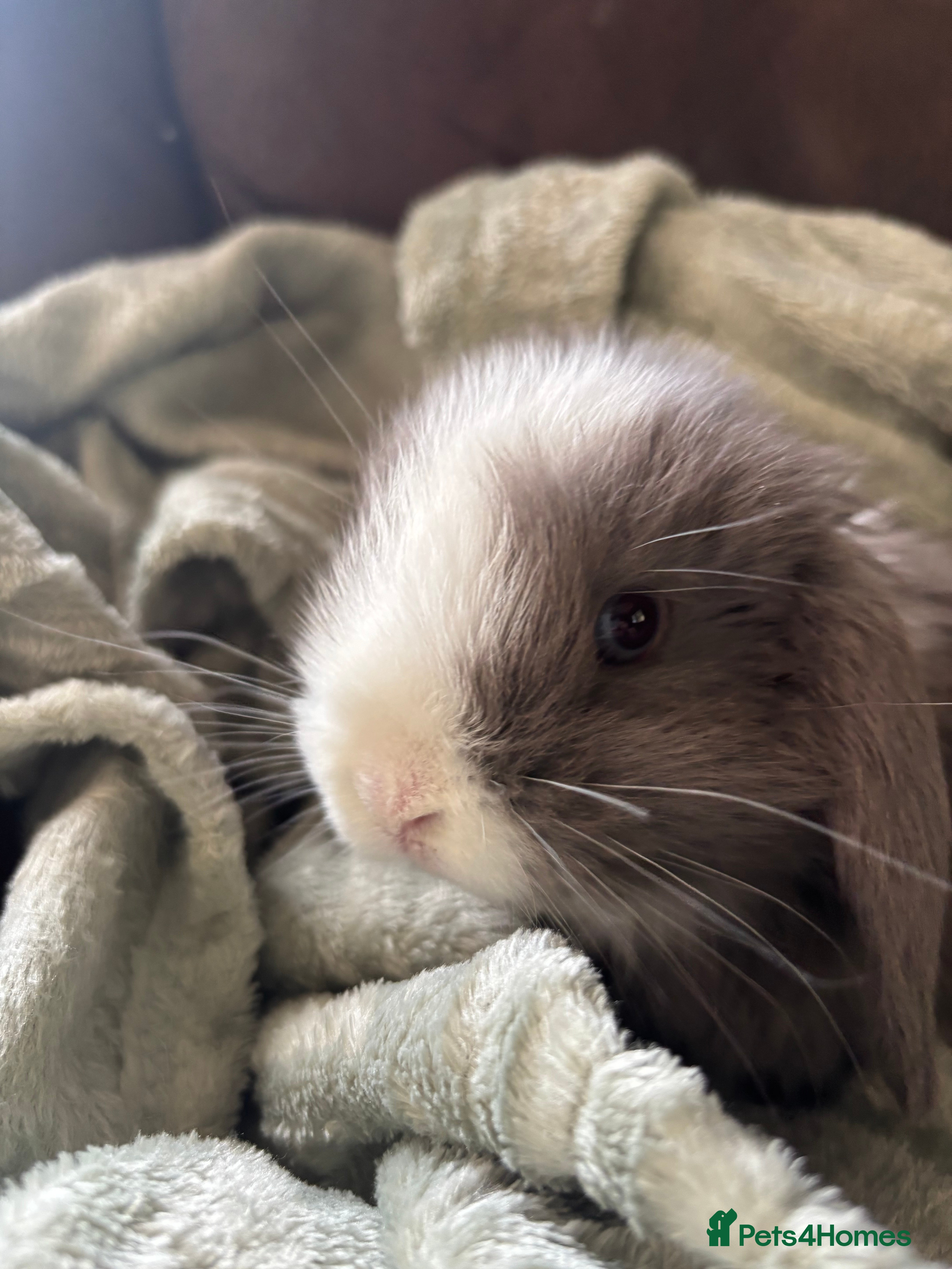 Mini Lop rabbits READY NOW Mini Lop Babies for Sale - Advert 8