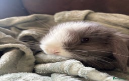 Mini Lop rabbits for sale: Adorable Mini Lop Babies for Sale - Advert 2