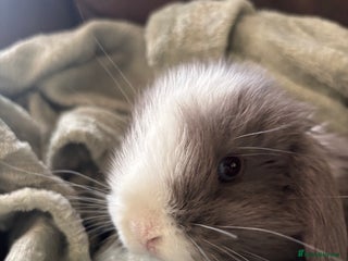 Mini Lop rabbits READY NOW Mini Lop Babies for Sale - Advert 5