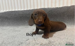 Miniature Dachshund dogs for sale: Chocolate dachshund babies  - Image 4