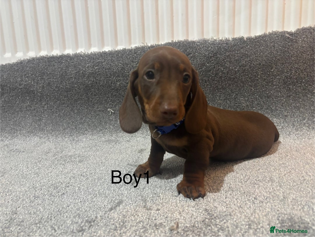 Miniature Dachshund dogs for sale: Chocolate dachshund babies  - Image 4