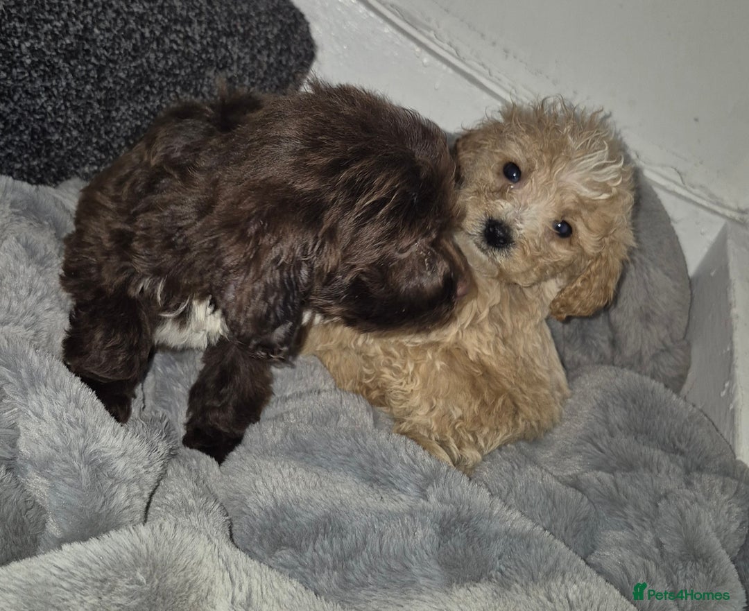 Cockapoo dogs for sale: Cockapoo pups  - Advert 9