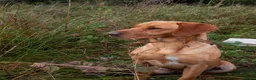 Labrador Retriever dogs for sale: KC Registered Fox Red Labrador Puppies in Brampton - Advert 6