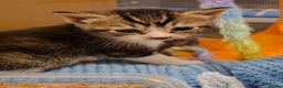 Mixed Breed cats for sale: Torbie/calico kittens - Advert 3