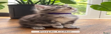 Maine Coon 5