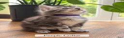 Maine Coon cats for sale: Maine Coons. Russian & E. European Champion Lines in London - Advert 3