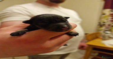 Miniature Schnauzer dogs - Advert 1
