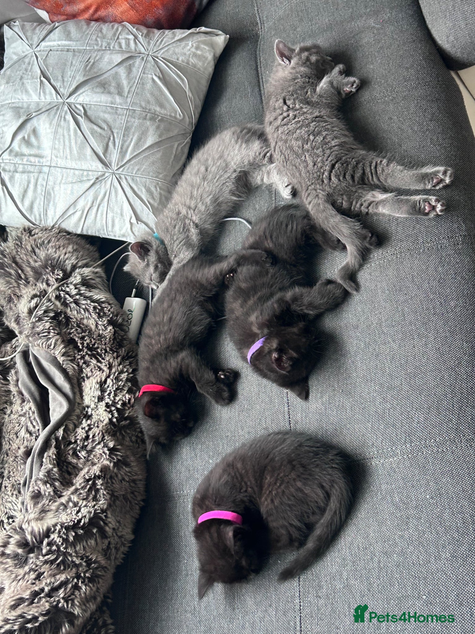 British Shorthair cats for sale: 5 British shorthair kittens  - Advert 3