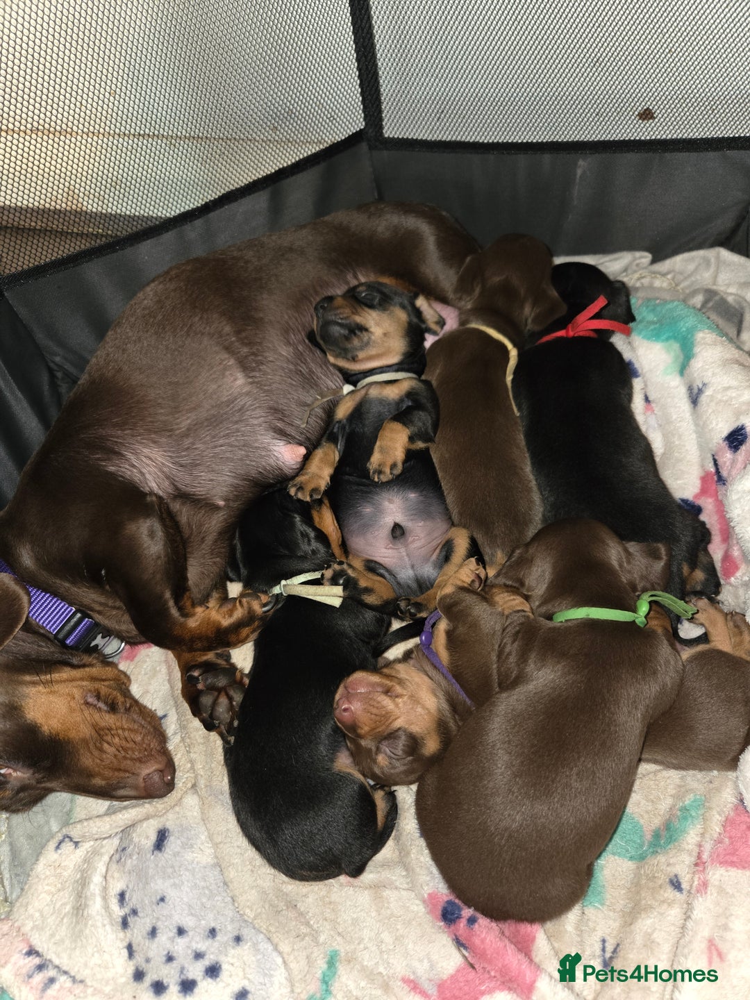 Miniature Dachshund dogs for sale: Only 4 beautiful miniature dachshund puppies - Advert 8