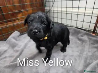 Labradoodle dogs Labrodoodle Puppies - Advert 5