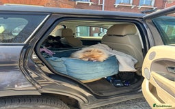 Pomeranian dogs for sale: Teddybear cuddly Retired spayed 1-2 years old  - Image 11