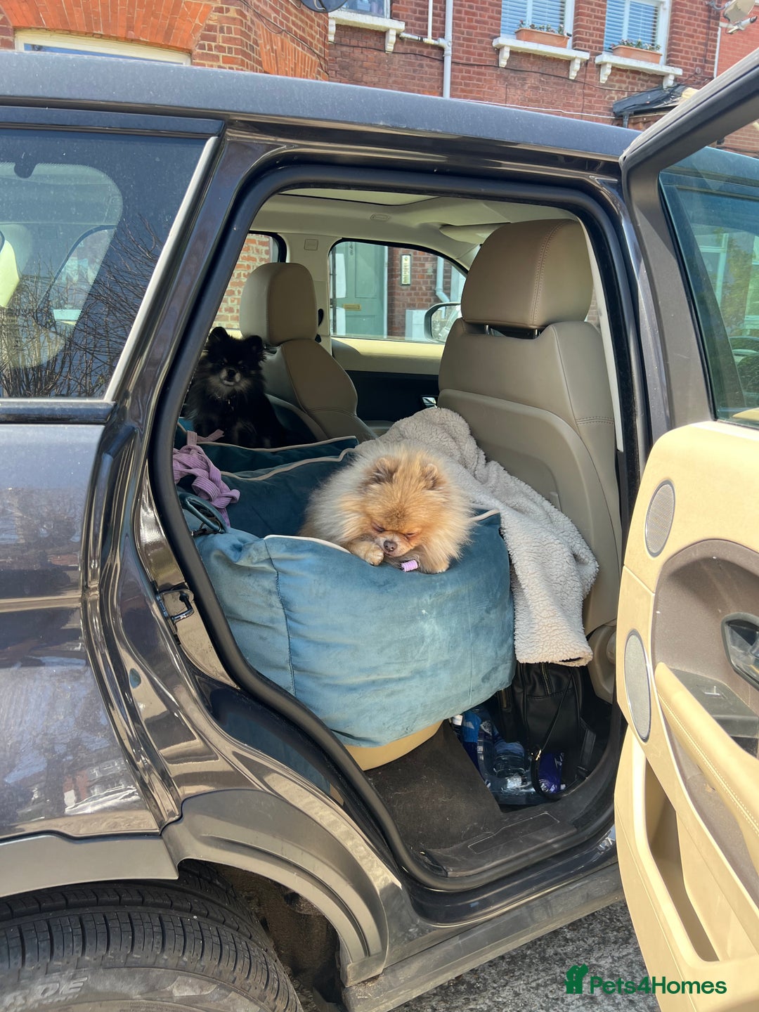Pomeranian dogs for sale: Teddybear cuddly Retired spayed 1-2 years old  - Image 11