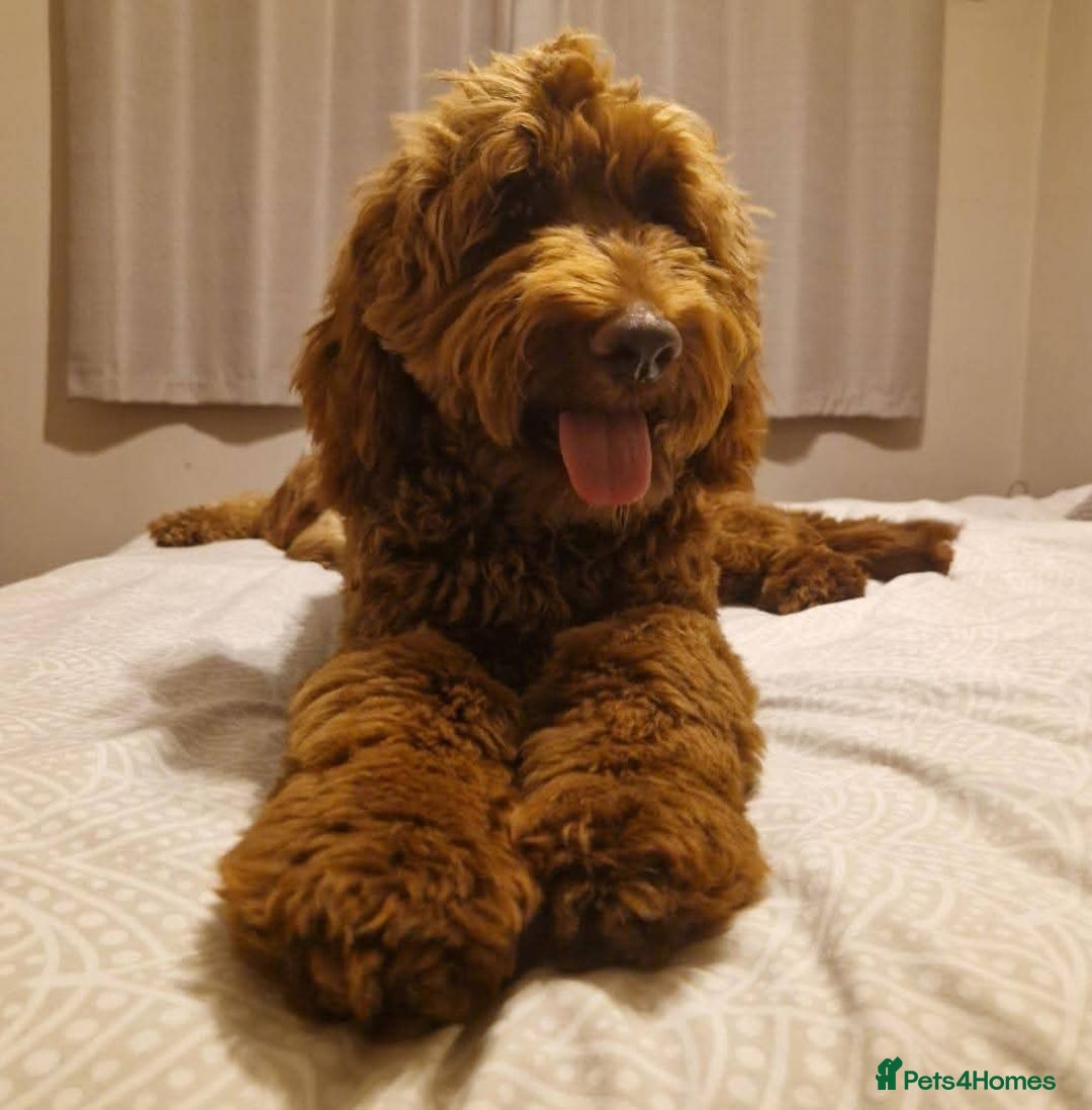 Australian Labradoodle dogs for sale: Litter due soon! - Advert 4