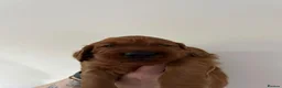 Irish Setter dogs for sale: Irish Setter Puppies in Galashiels - Advert 8