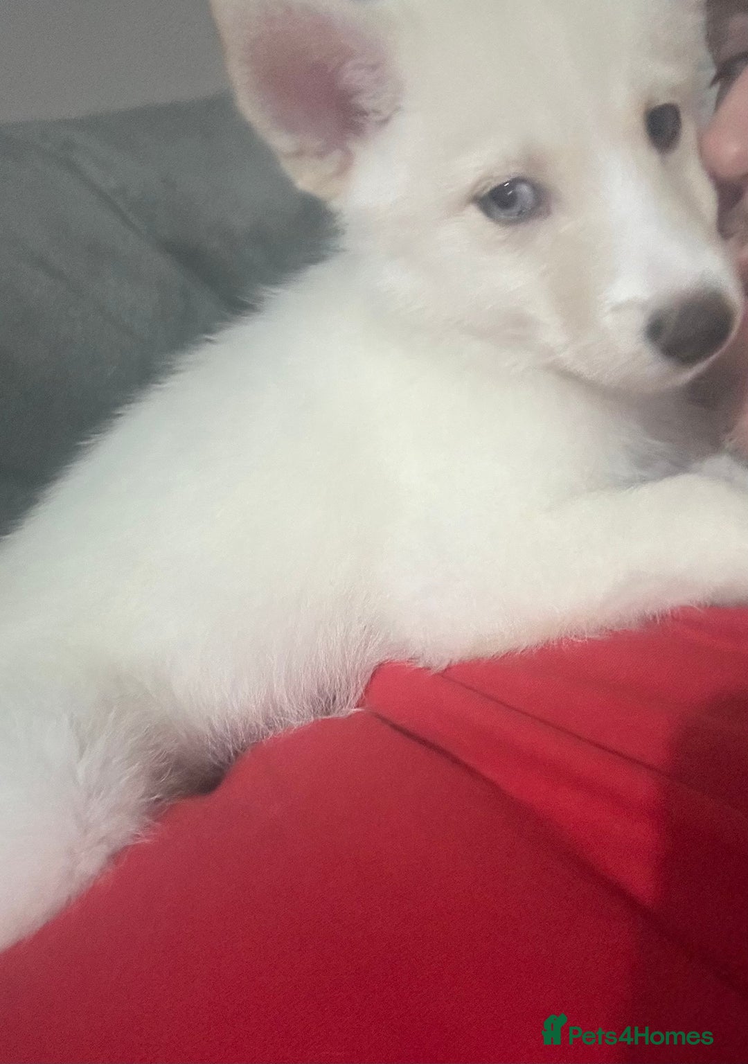 Pomsky dogs for sale: READY SMALL F4 POMSKY - Advert 40