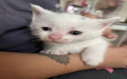 Siamese cats for sale: Siamese and Turkish Angora kittens - Advert 4