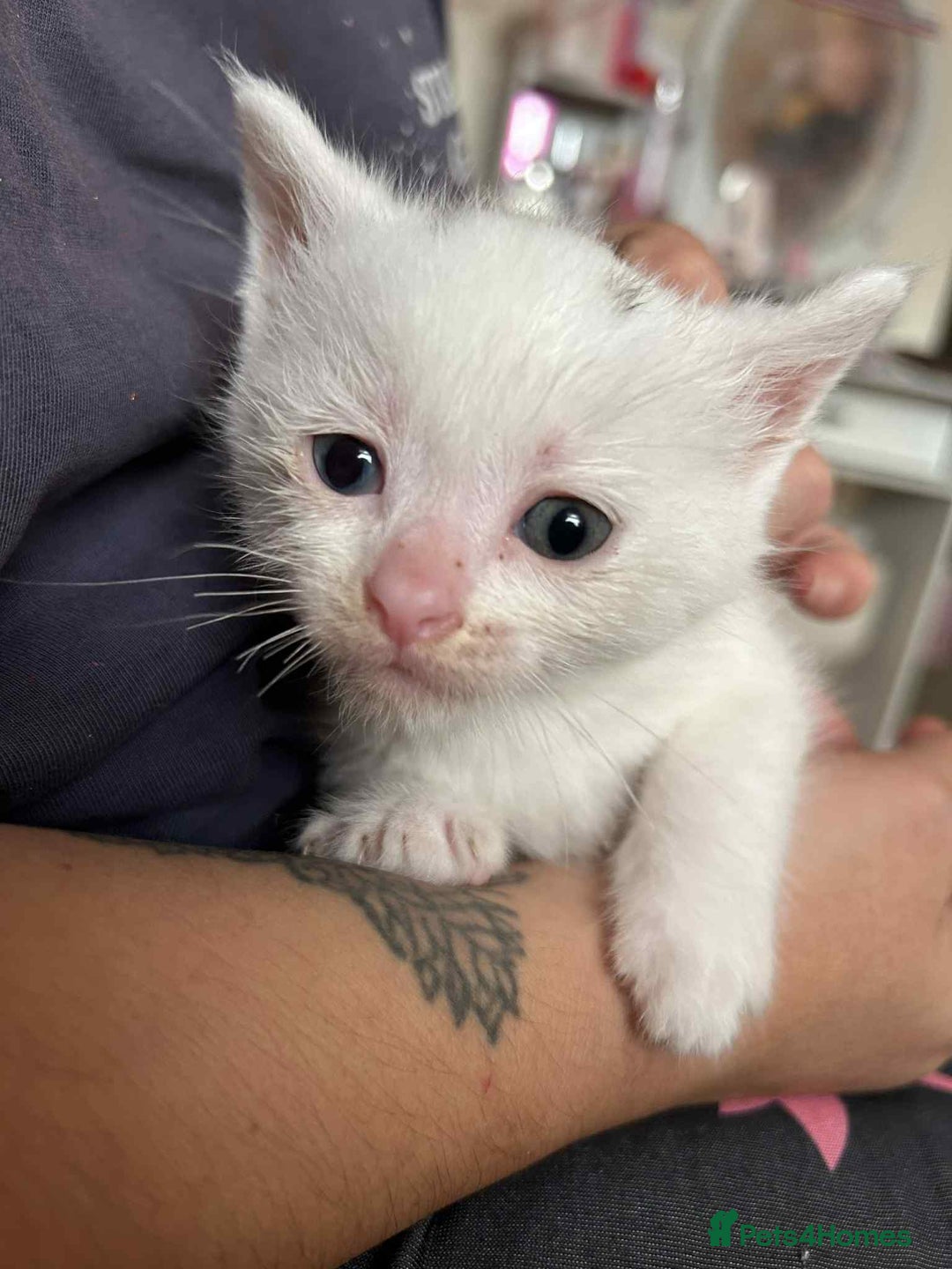 Siamese cats for sale: Siamese and Turkish Angora kittens - Advert 4