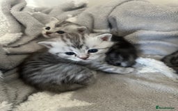 Persian cats for sale: Persian chinchillas kittens - Image 2