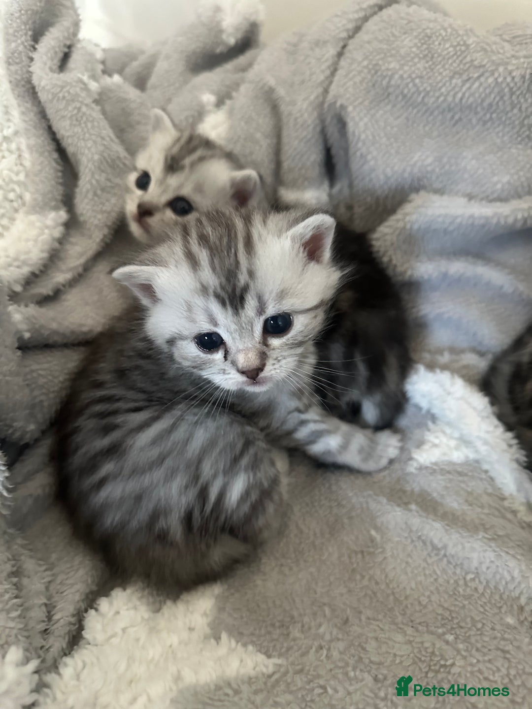 Persian cats for sale: Persian chinchillas kittens - Image 2