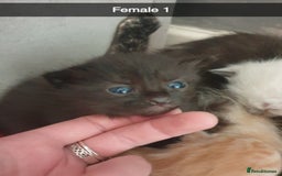 Domestic Shorthair cats for sale: Ghost tabby/ siamese - Image 5