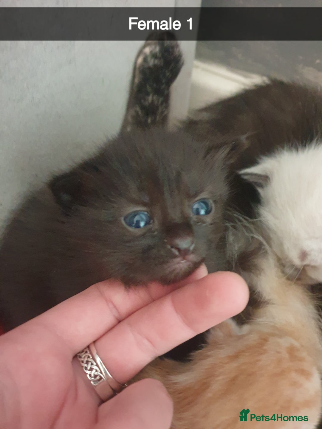 Domestic Shorthair cats for sale: Ghost tabby/ siamese - Image 5