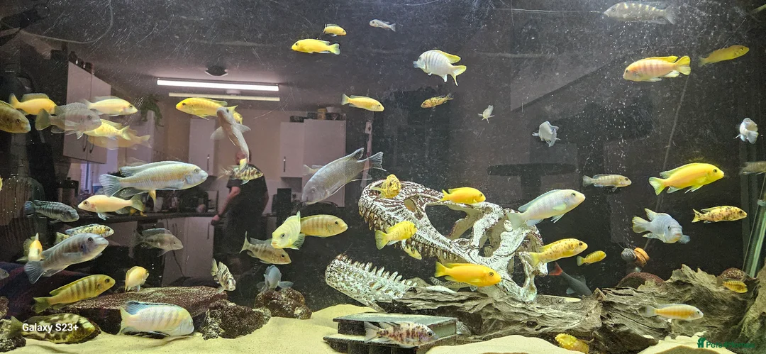 Cichlids fish for sale: Assorted cichlids and sizes - Advert 20