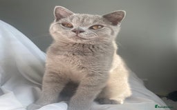 British Shorthair cats for sale: British short hair  - Image 3