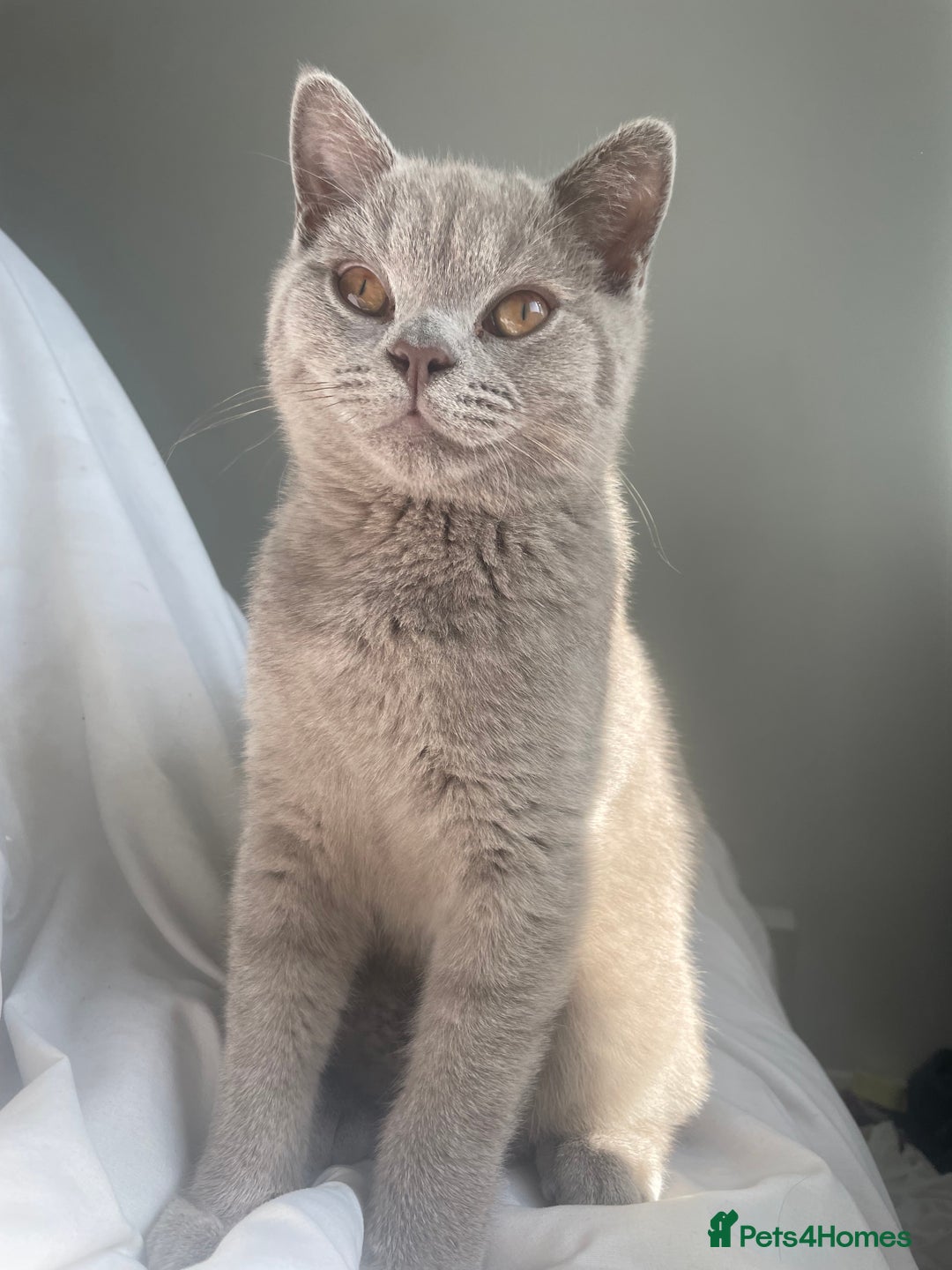 British Shorthair cats for sale: British short hair  - Image 3