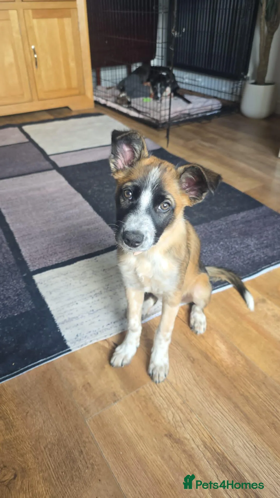 Welsh Collie dogs for sale: tri colour welsh collie - Advert 5