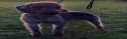 Mixed Breed dogs for sale: Whippet cross Bedlington Terrier  - Advert 3