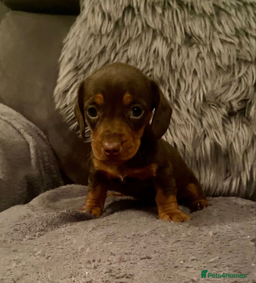 Miniature Dachshund dogs for sale: Stunning Miniature Daschund - Advert 10