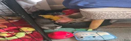 Mixed Breed cats for sale: Beautiful kittens for sale  - Advert 6