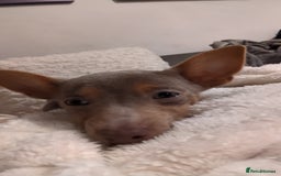 Jack Russell dogs for sale: Lilac and Tan Jack Russell - Image 6