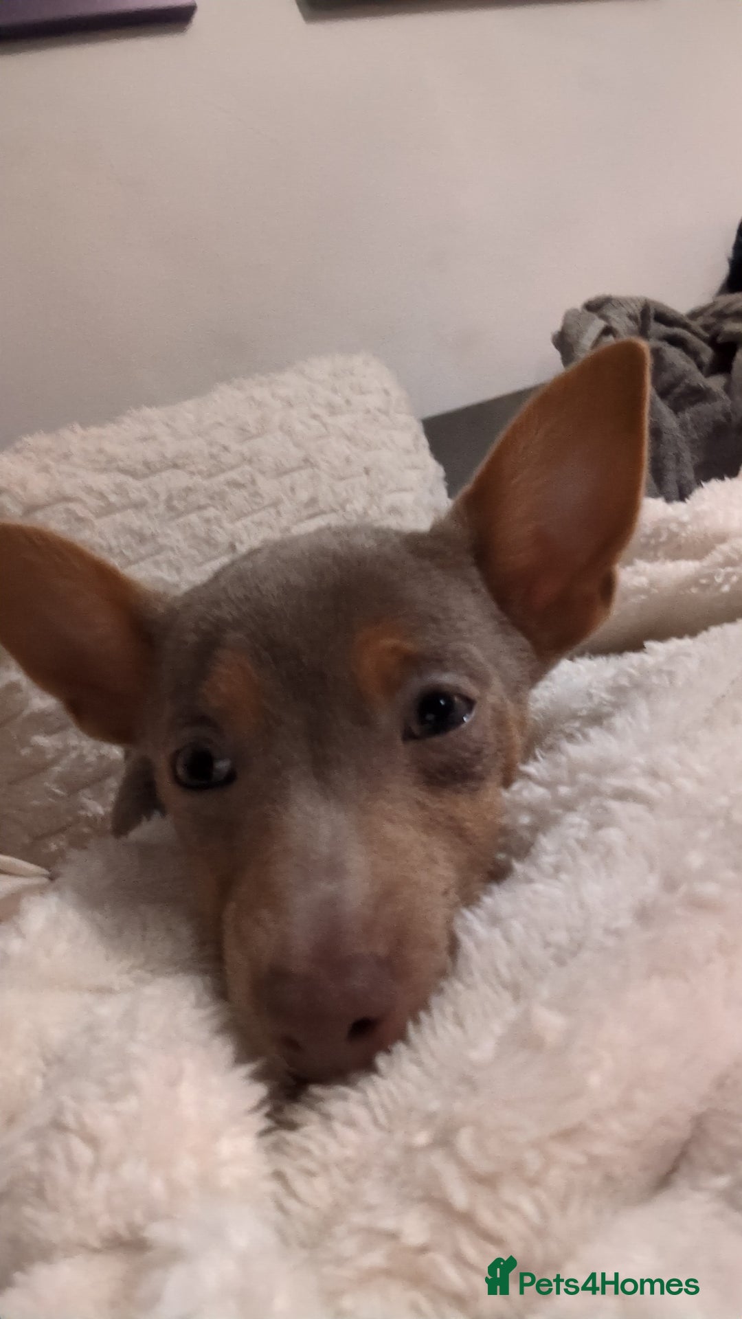 Jack Russell dogs for sale: Lilac and Tan Jack Russell - Image 6