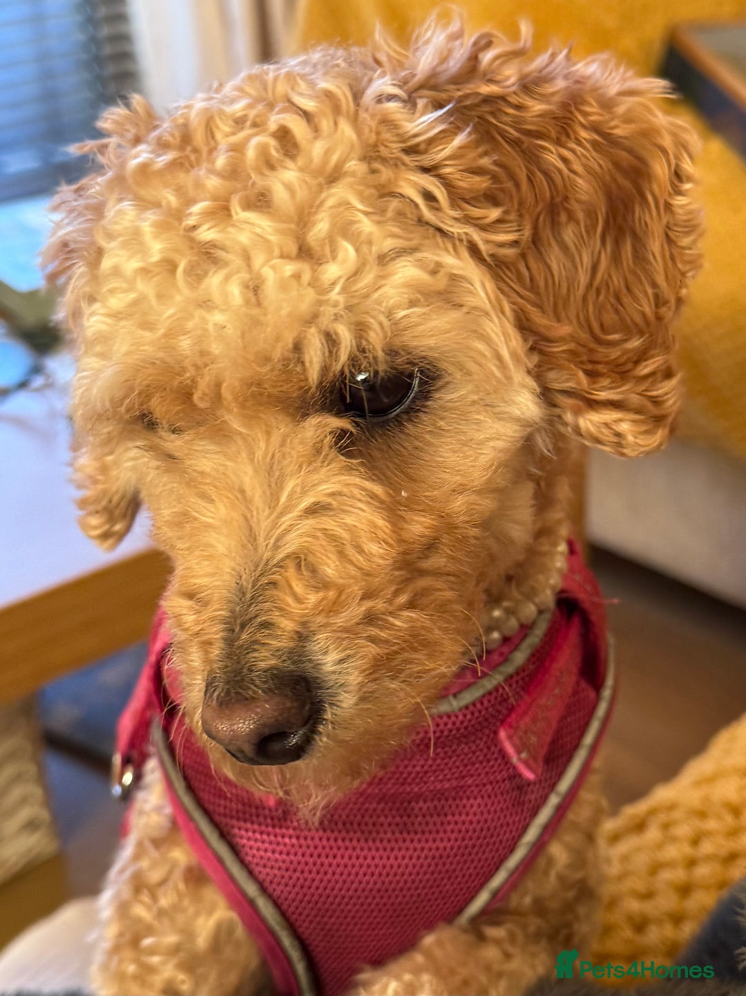 Mixed Breed dogs for sale: Beautiful 16 month Cavapoochon - Advert 1