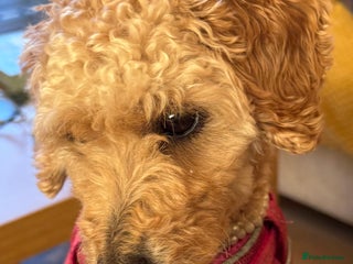 Mixed Breed dogs Beautiful 16 month Cavapoochon - Advert 1