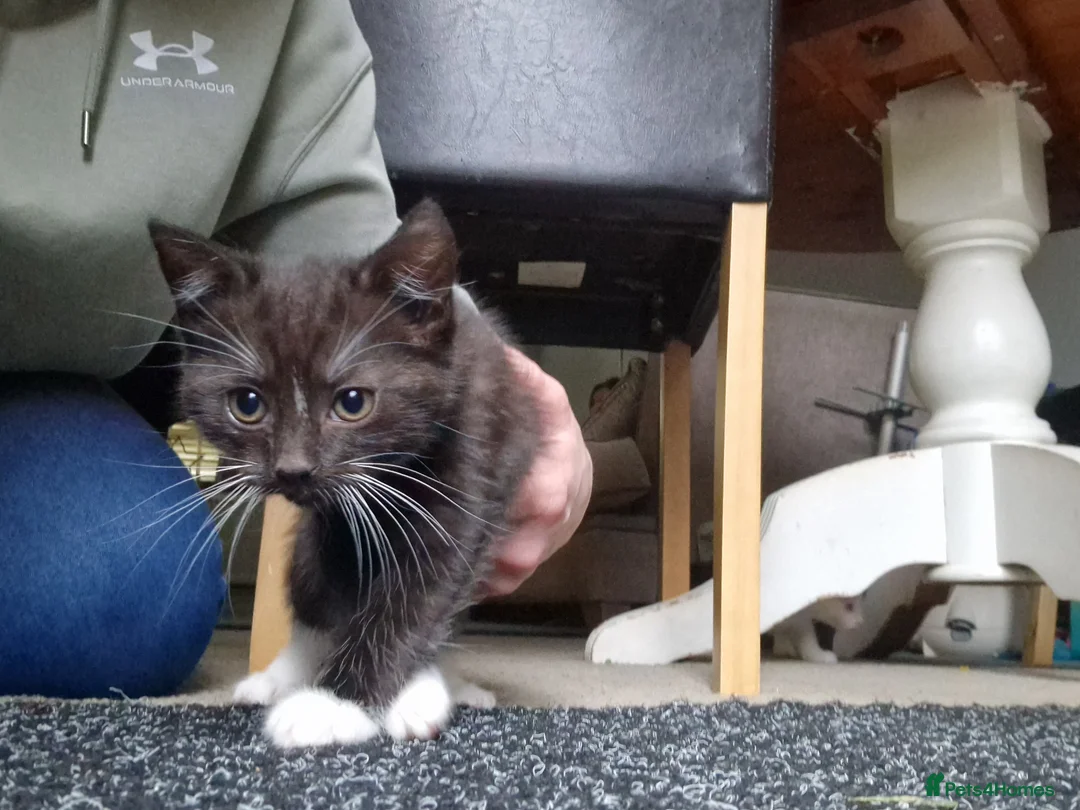 Mixed Breed cats for sale: Kittens for sale in Crawley - Advert 7