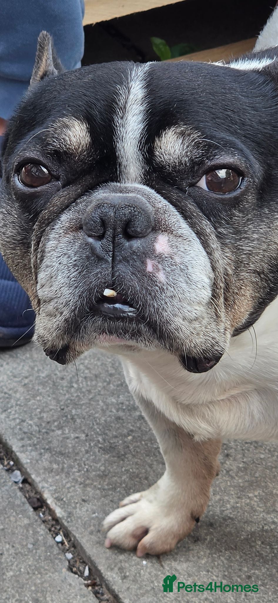 French Bulldog dogs Male stud - Advert 2