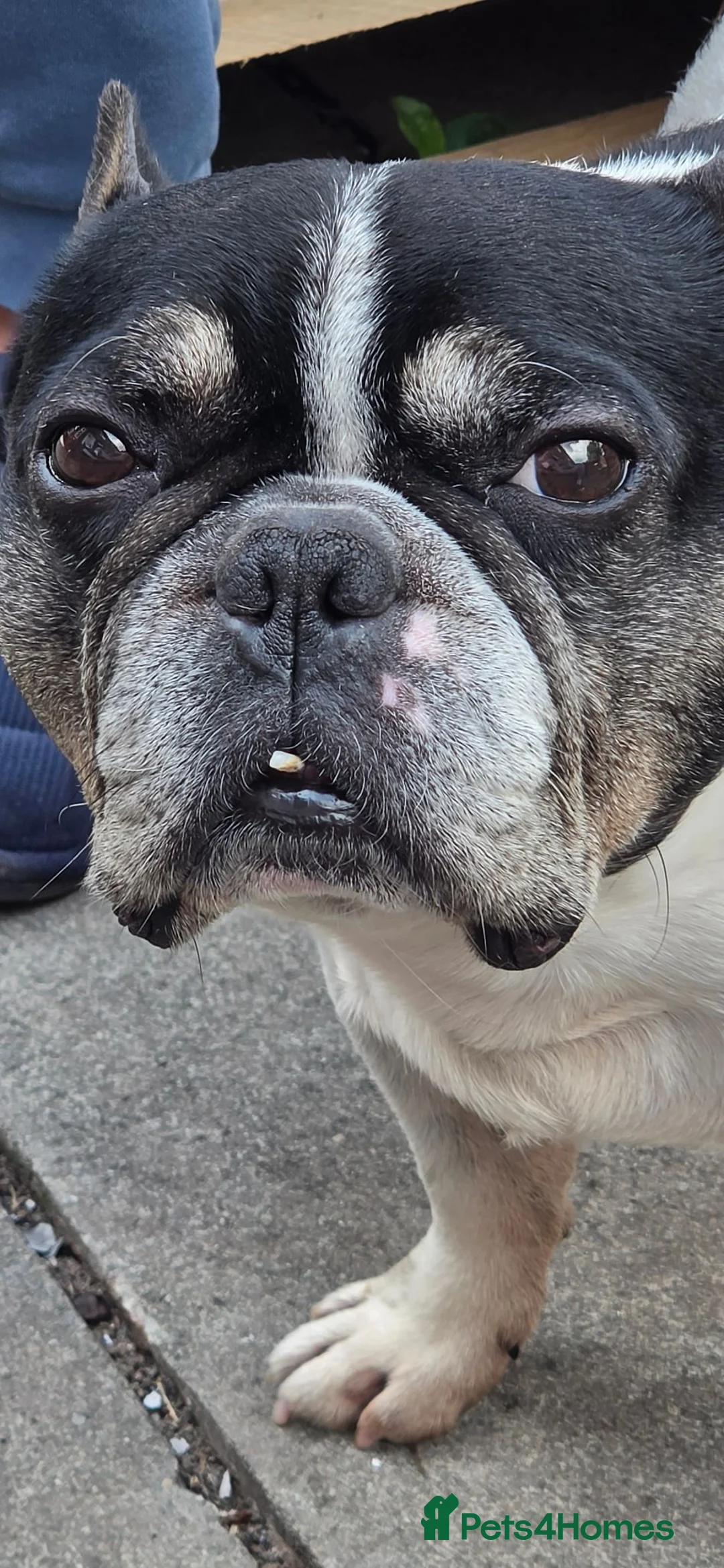 French Bulldog dogs for stud: Male stud in Warrington - Advert 1