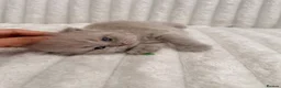 British Shorthair cats for sale: 🤍 British Shorthair Kittens | Pet Homes Only 🤍 - Advert 7
