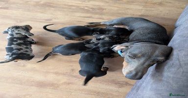 Miniature Dachshund dogs - Advert 8