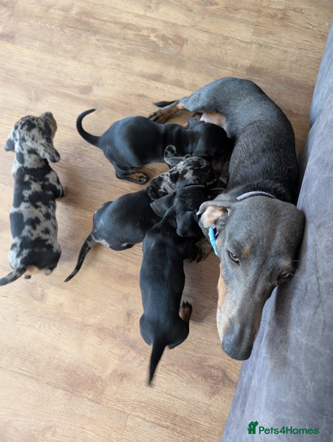 Miniature Dachshund dogs for sale: 5 lovely sausage pups - Image 2