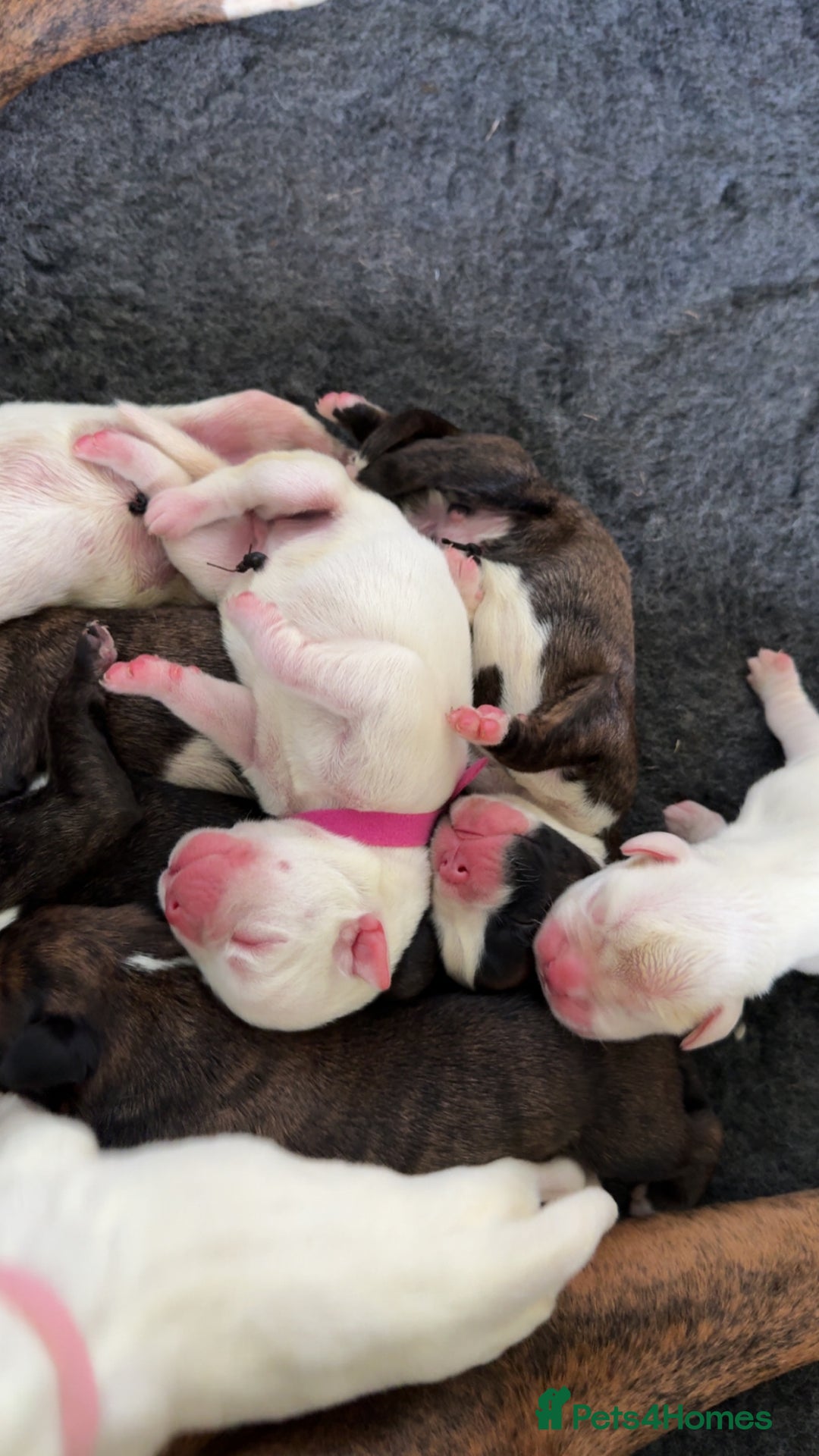Boxer dogs for sale: Outstanding Boxer puppies (health tested parents) - Image 5
