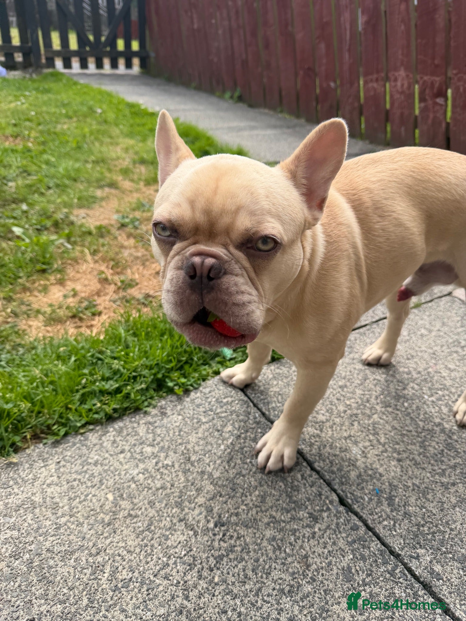 French Bulldog dogs 7month old french bulldog puppy - Advert 1
